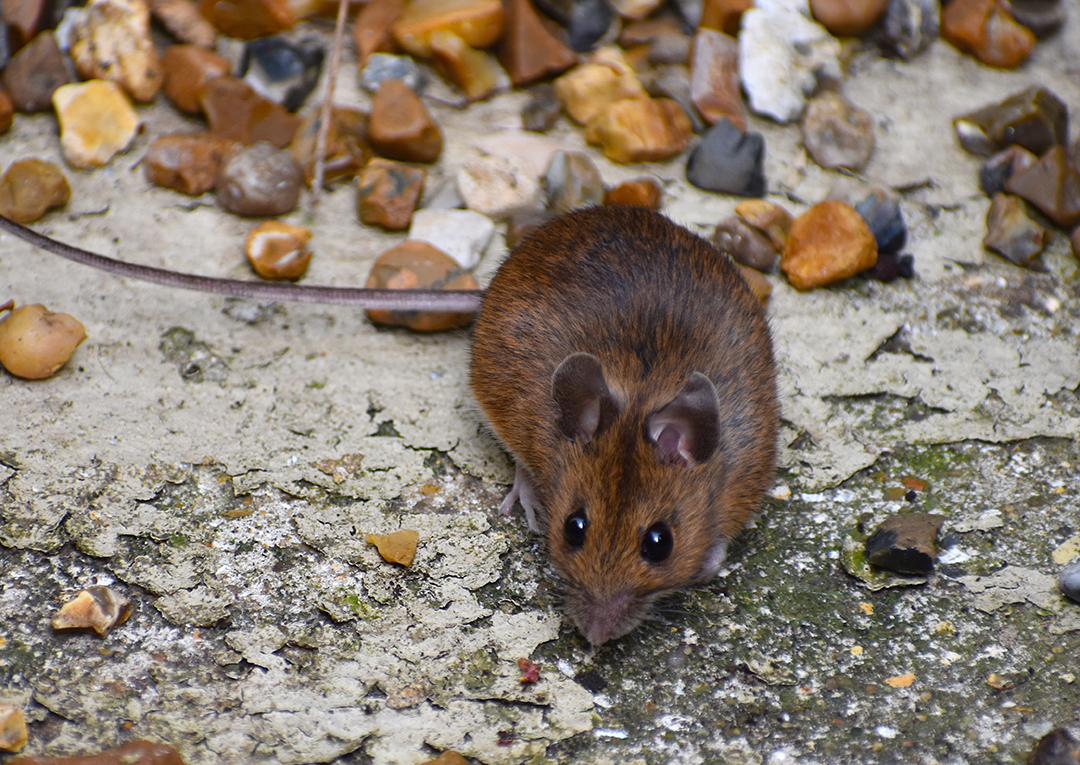 House mice are destructive troublesome pests that carry and tran Rodent Control Services in San Diego