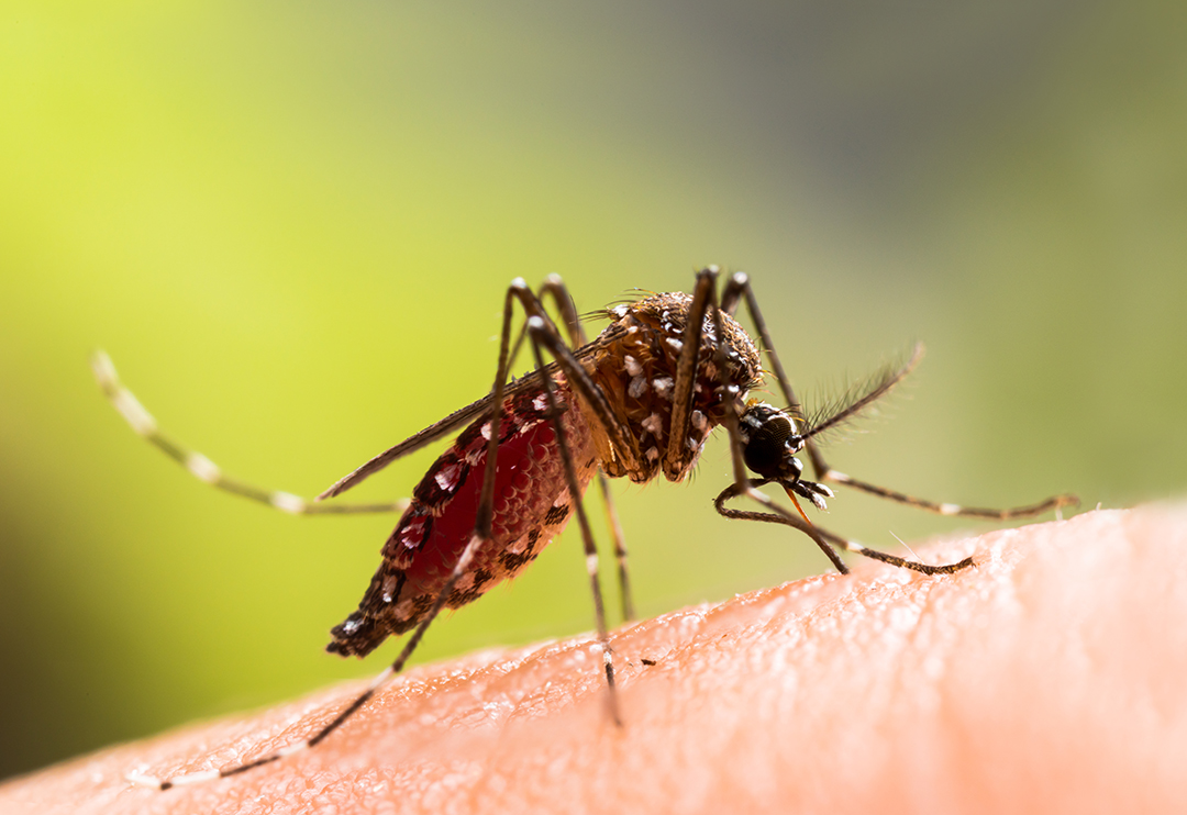 Aedes aegypti Mosquito. Close up a Mosquito sucking human blood, Aedes aegypti Mosquito. Close up a Mosquito sucking human blood,