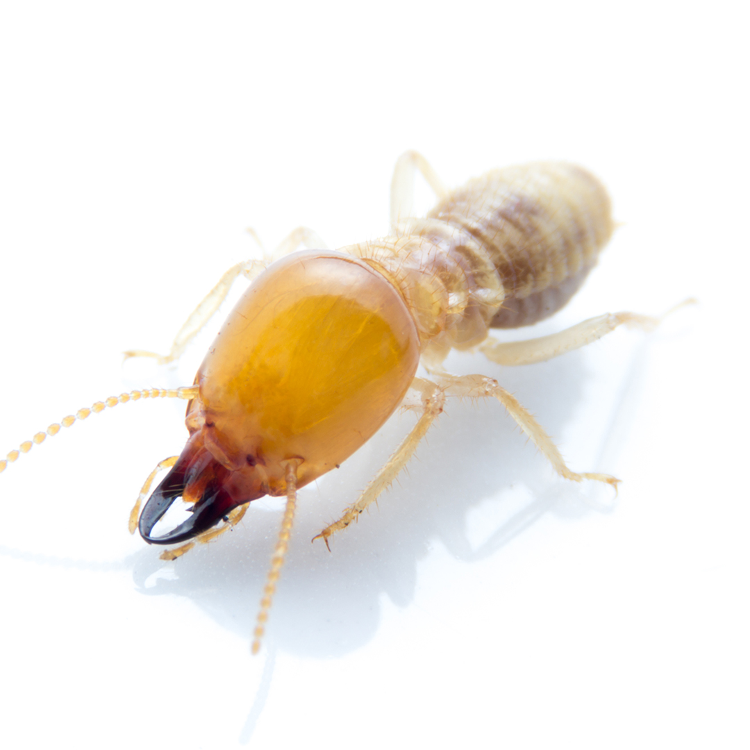 Termite on isolated whited background,  Macro shot Termite on isolated whited background,  Macro shot