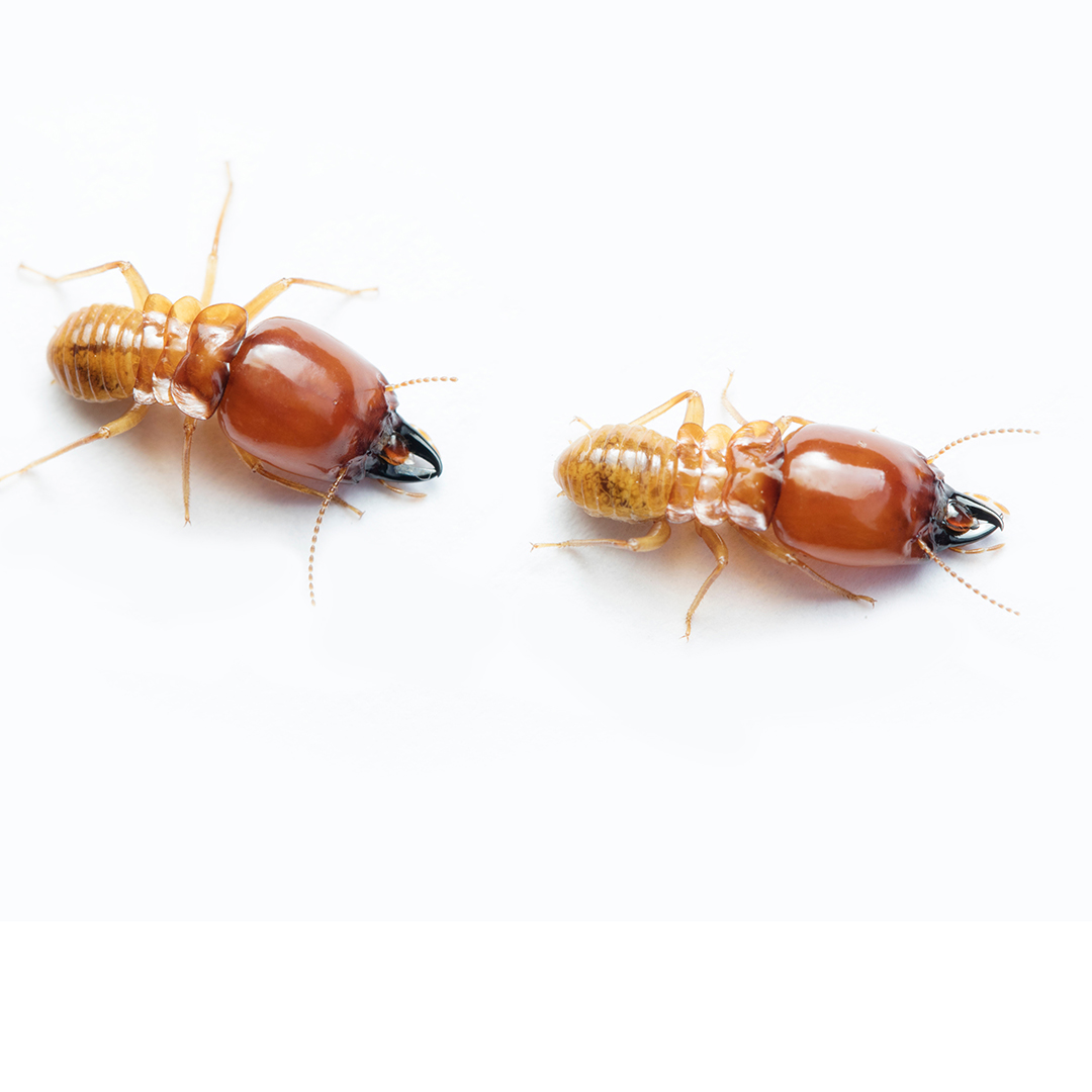 Termite and Termite mound on white background in Thailand and So Termite and Termite mound on white background in Thailand and So