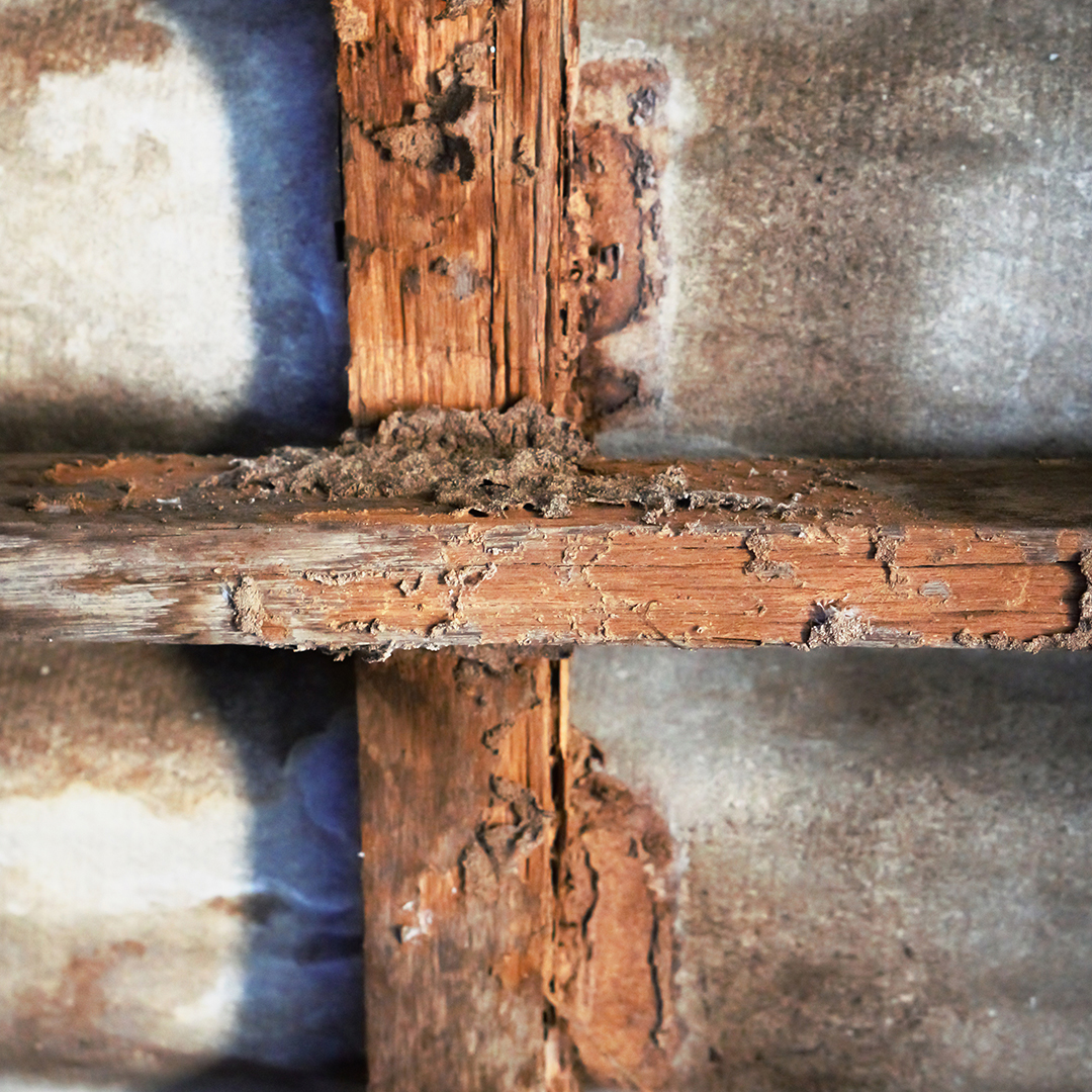 House construction  with termites damage