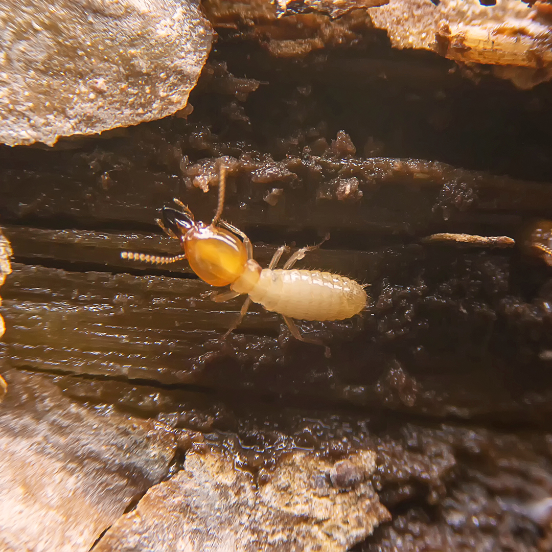 Selective focus of the small termite on decaying timber. The termite on the ground is searching for food to feed the larvae in the cavity.