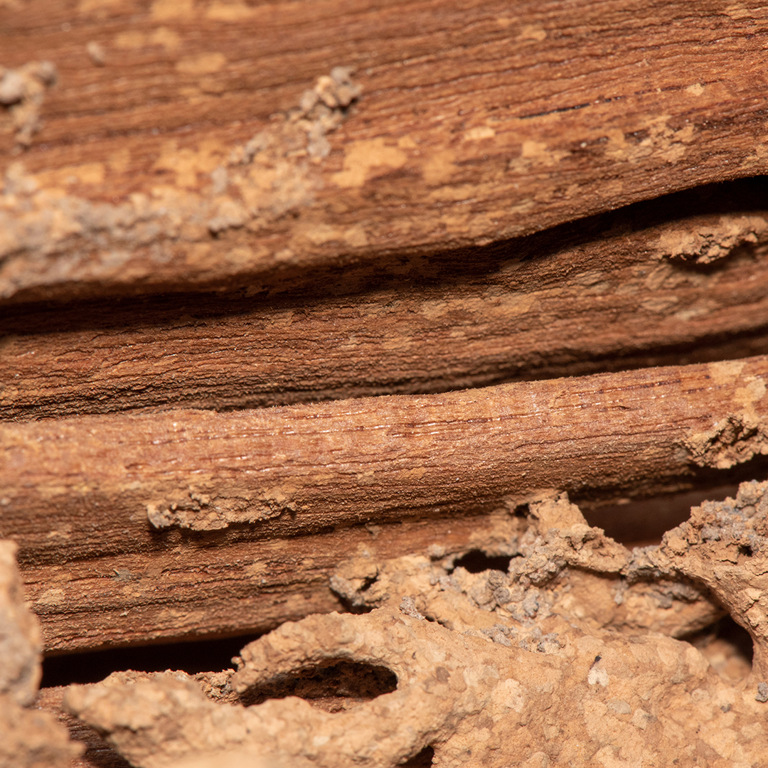 Traces of termites eat wood,animals that destroy wood.