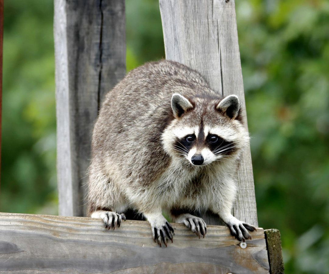 raccoon