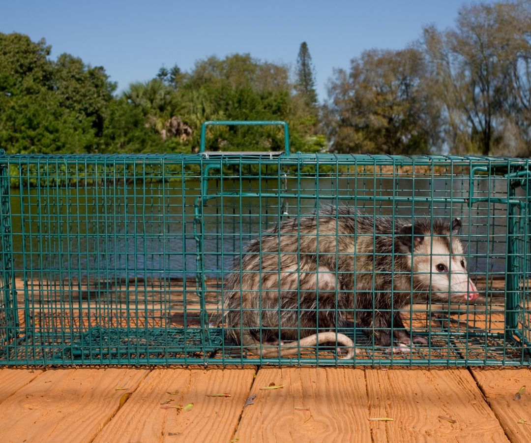 animal trapping3