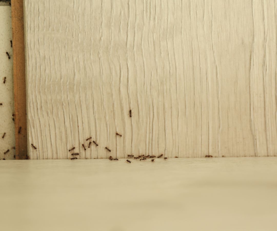 ants1