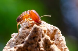Termite Control in San Diego
