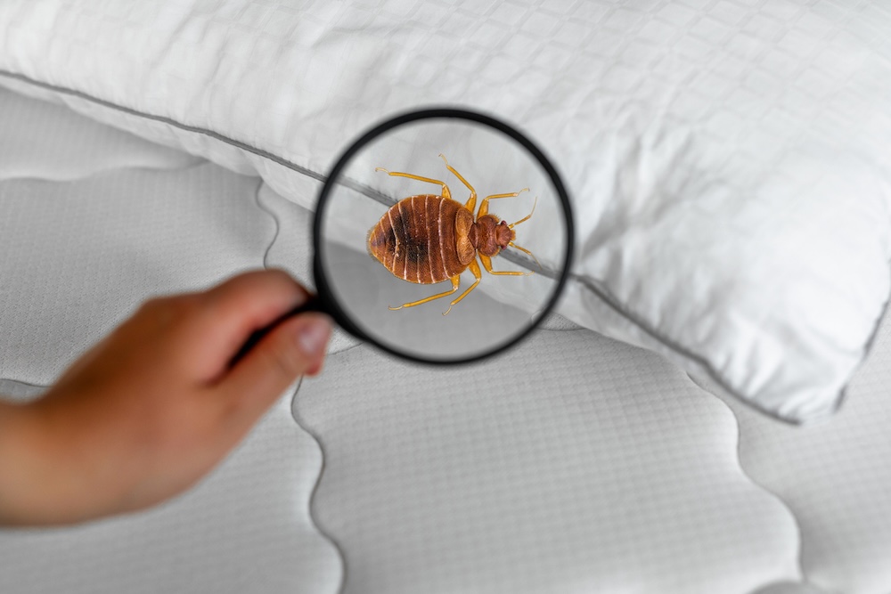Bed Bugs
