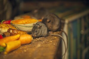 Fall Rodent Surge