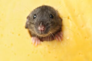 Mice Pest Control in San Diego