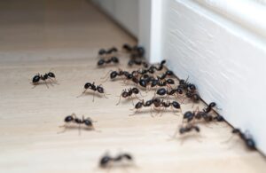 Ant Pest Control 