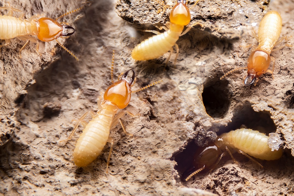 Termite Control in San Diego