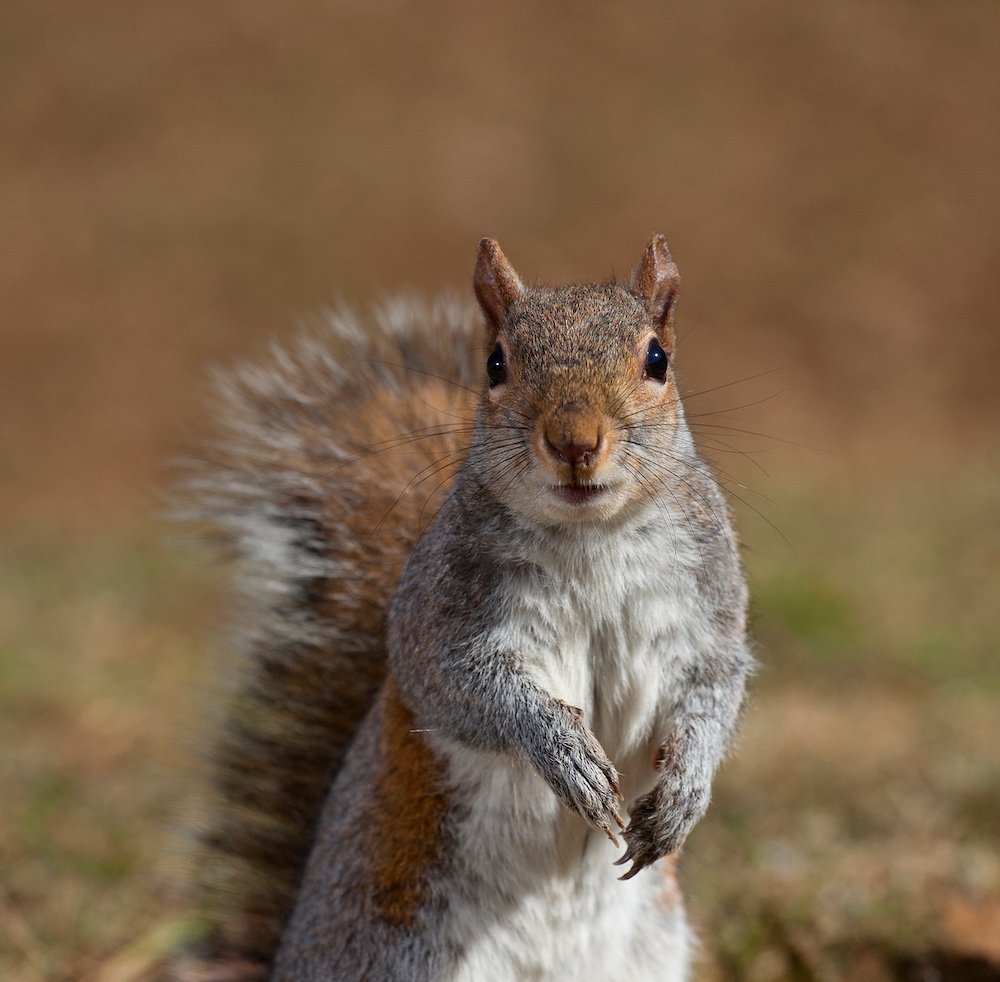 Tree squirrel standing up and looking at the camera