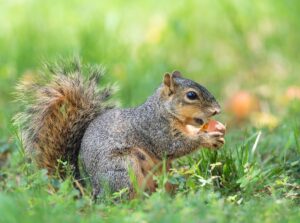 Squirrel Control San Diego