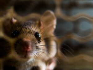 Commercial Mice Control in San Diego