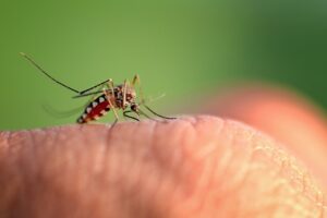 Residential Mosquito Control in San Diego