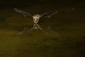 Bat Removal in San Diego