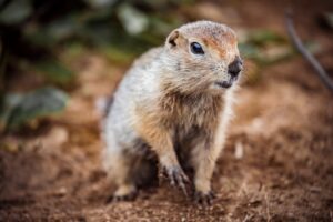 Gopher Control in San Diego