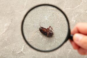 Commercial Pest Control in San Diego