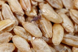 Residential Pantry Pest Control in San Diego