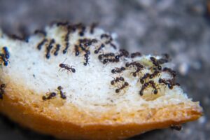 Commercial Ant Control Services in San Diego