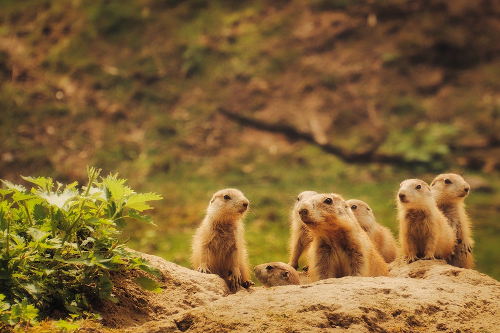Benefits of Residential Gopher Control in San Diego
