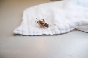 Residential Cricket Control in San Diego