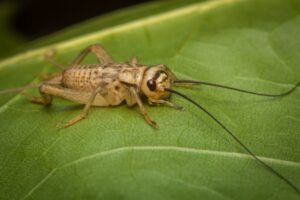 Commercial Cricket Control in San Diego