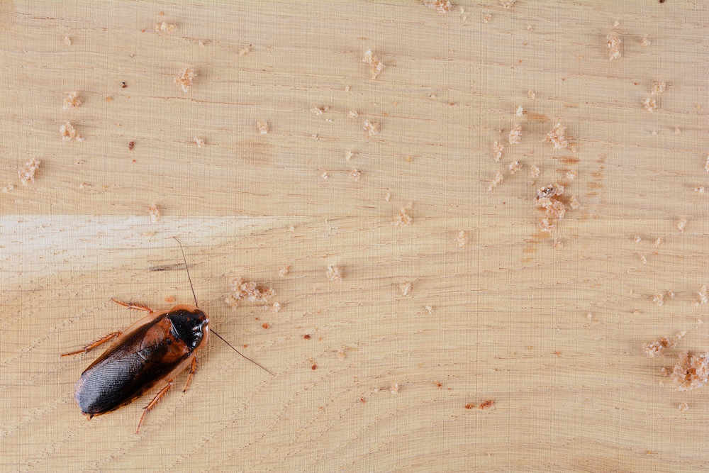 Commercial Cockroach Control in San Diego
