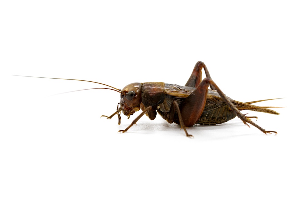 Commercial Cricket Control in San Diego