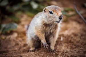 Commercial Gopher Control San Diego
