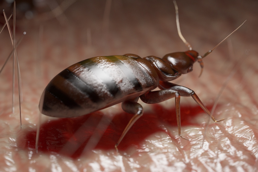 Commercial Bed Bug Treatment & Extermination in San Diego