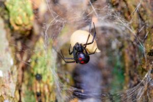 Commercial Spider Control in San Diego