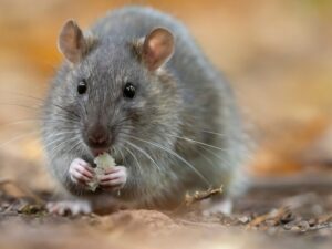 Commercial Rat Control in San Diego