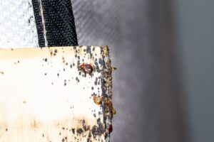 Commercial Bed Bug Treatment 