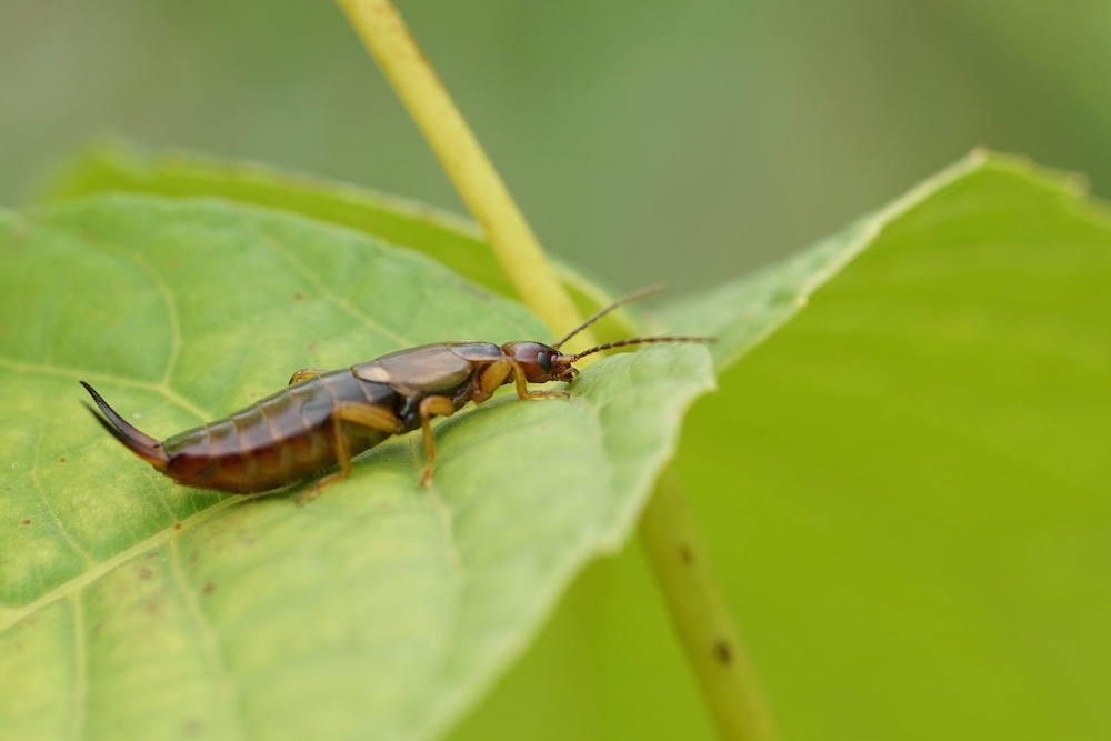Commercial Earwig Control San Diego