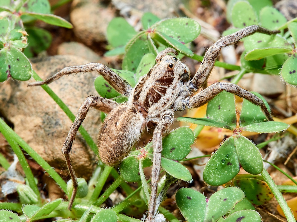 Commercial Spider Control San Diego