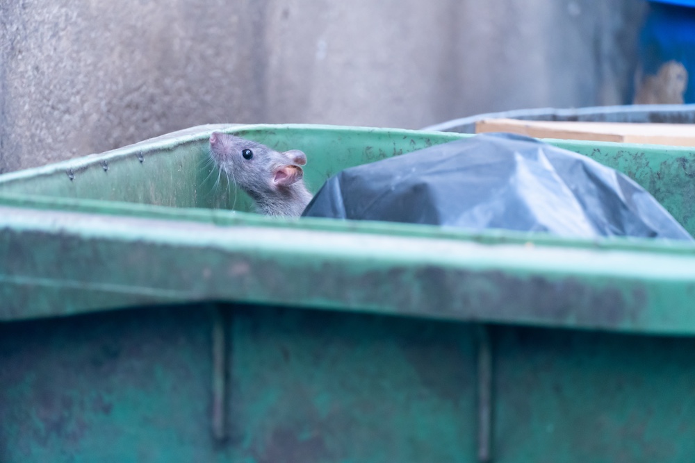 Commercial Rat Control in San Diego