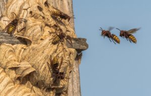 Commercial Hornet Control & Removal