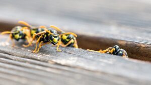 Commercial Wasp Control & Removal