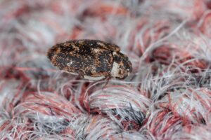 Commercial Carpet Beetle Control & Removal